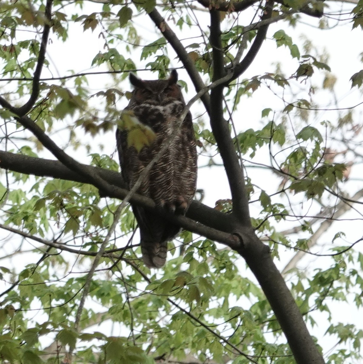 Great Horned Owl - ML618126453
