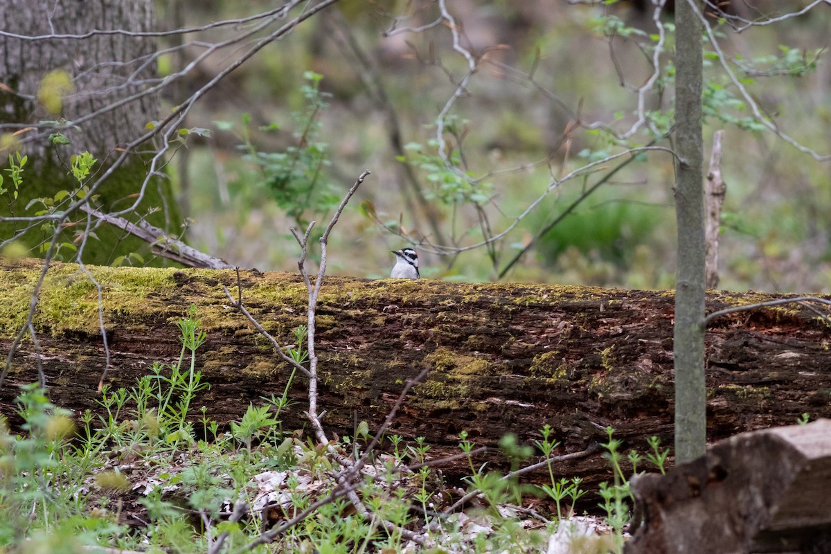 Downy Woodpecker - ML618126466