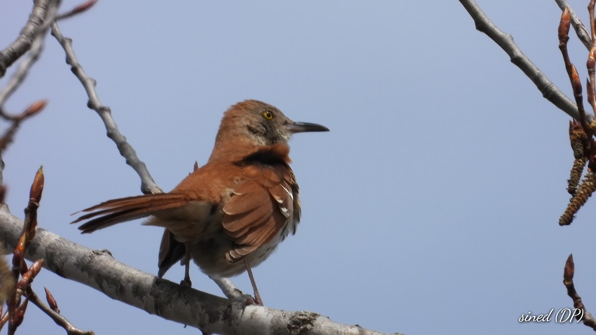 Brown Thrasher - Denis Provencher COHL