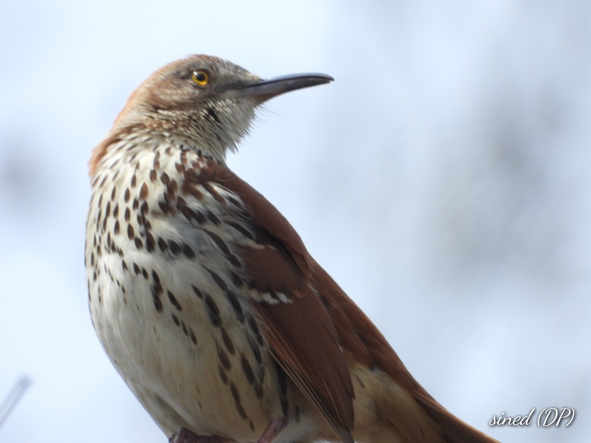 Brown Thrasher - Denis Provencher COHL