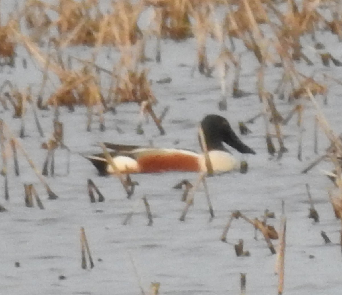 Northern Shoveler - Ed Escalante