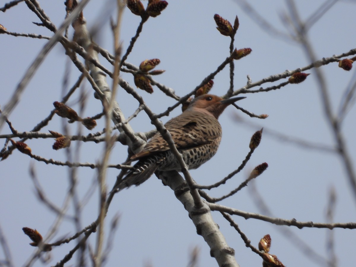 Northern Flicker - Denis Provencher COHL