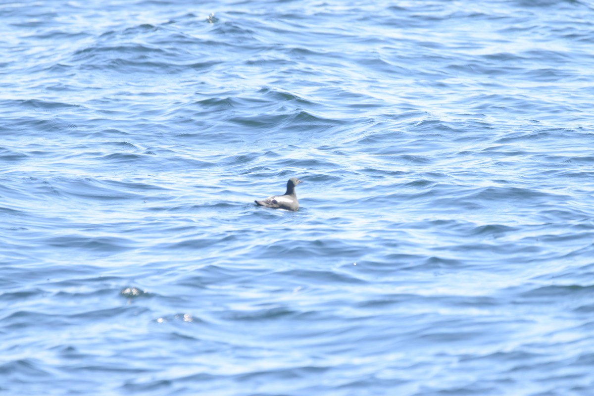 Black Guillemot - ML618126491