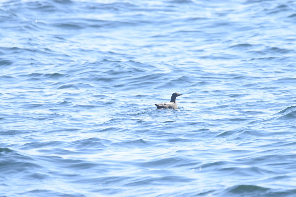 Black Guillemot - ML618126492