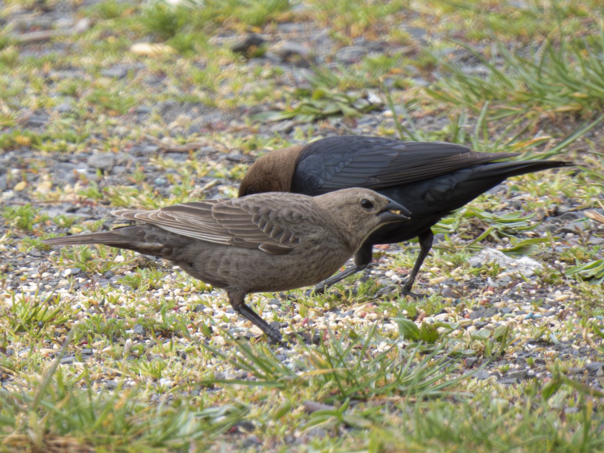 Brown-headed Cowbird - P W