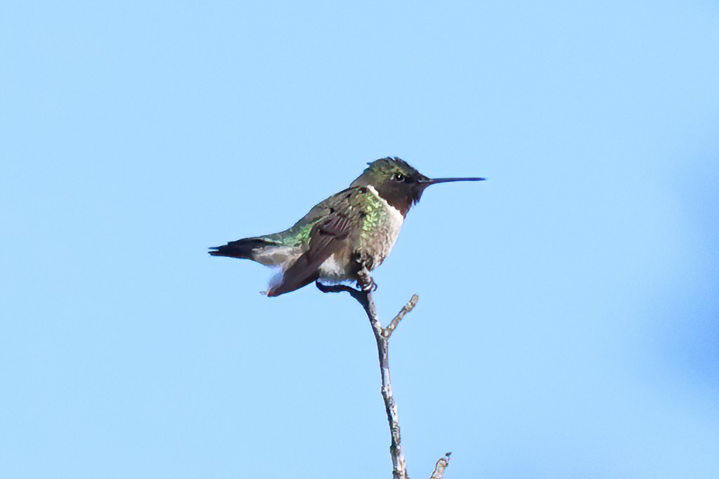 Ruby-throated Hummingbird - David Wilson