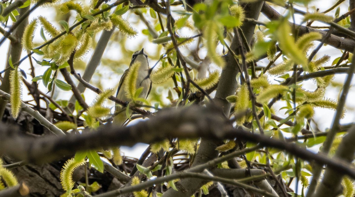 Blue-headed Vireo - Matt M.