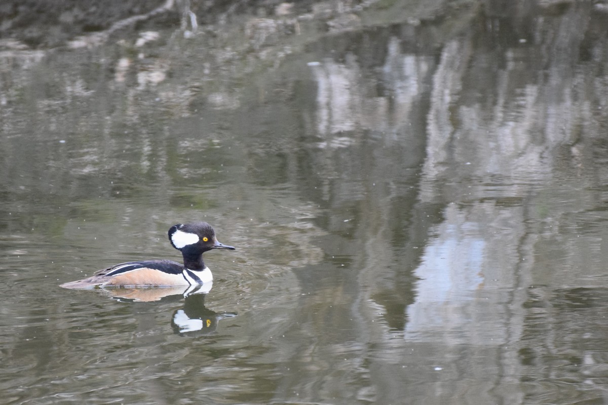 Hooded Merganser - Pete Fehr