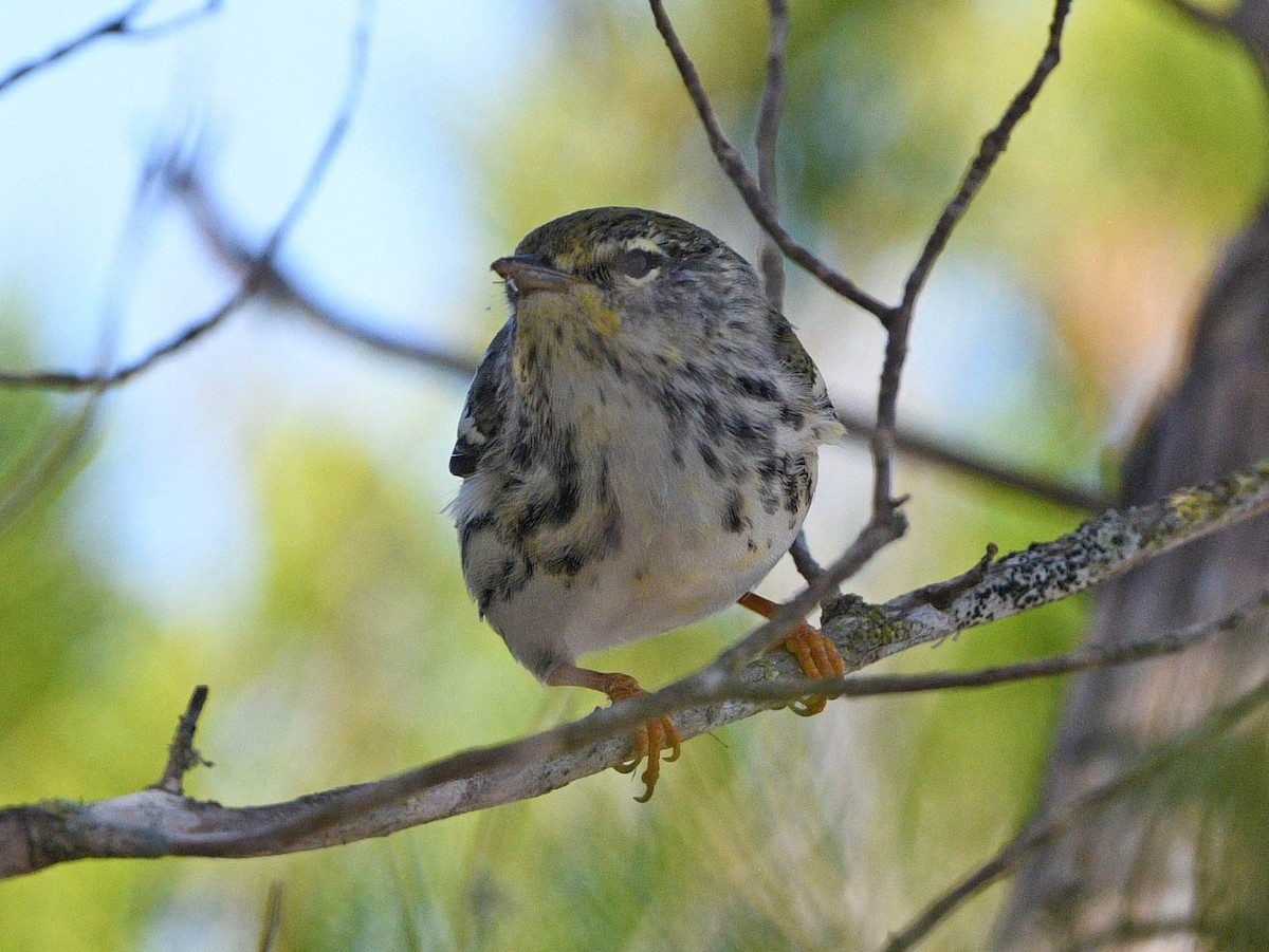 Blackpoll Warbler - Elizabeth Hawkins