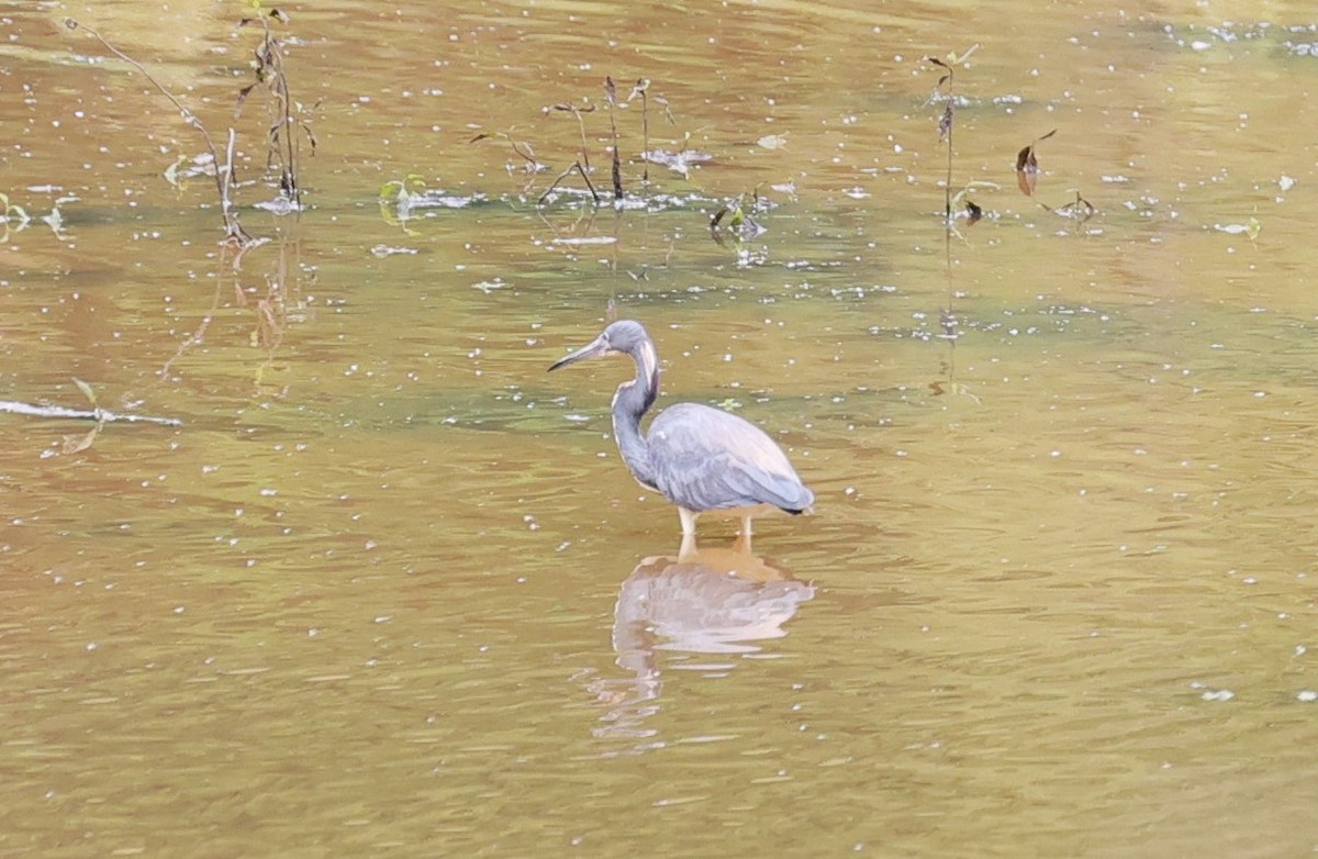 Tricolored Heron - Margareta Wieser