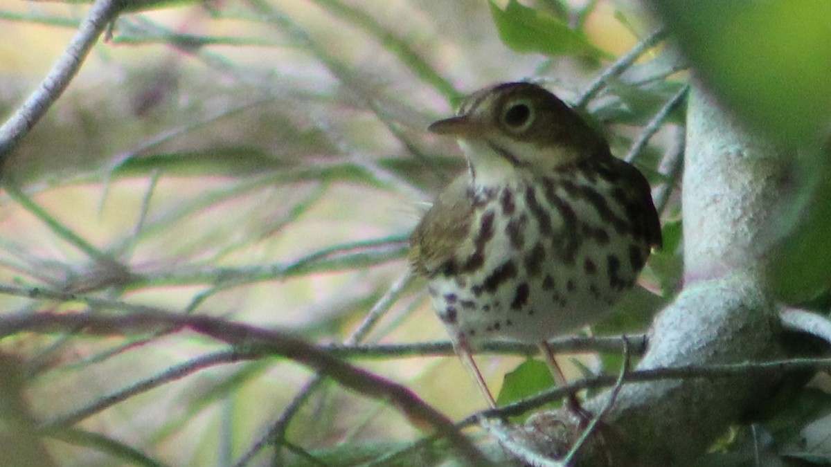 Ovenbird - Vincent Palmer