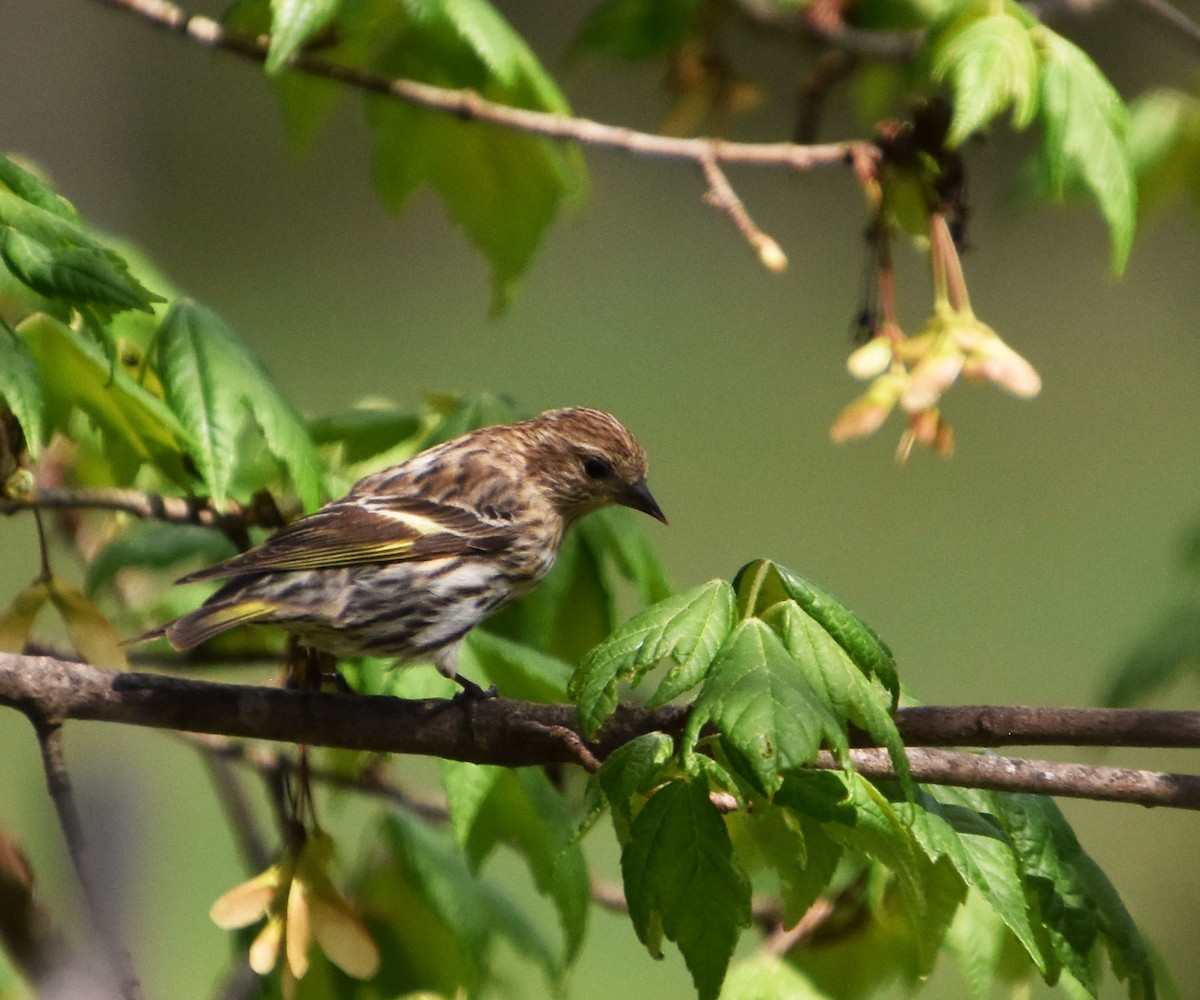 Pine Siskin - Brenda Scheiderer