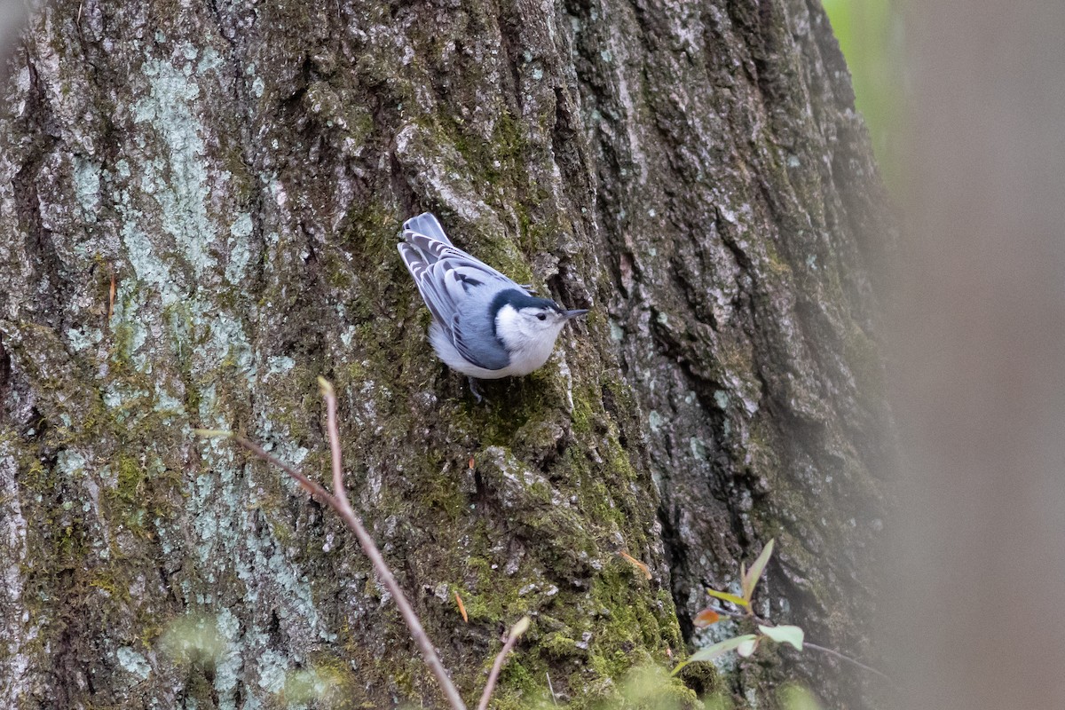 White-breasted Nuthatch - Brenton Reyner