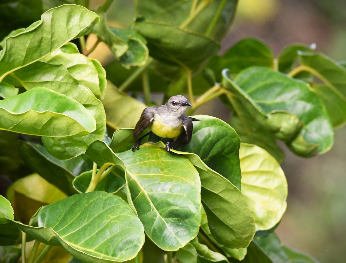 Purple-rumped Sunbird - mathew thekkethala