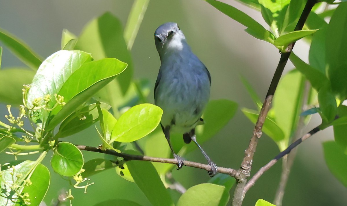 Blue-gray Gnatcatcher - David Wilson