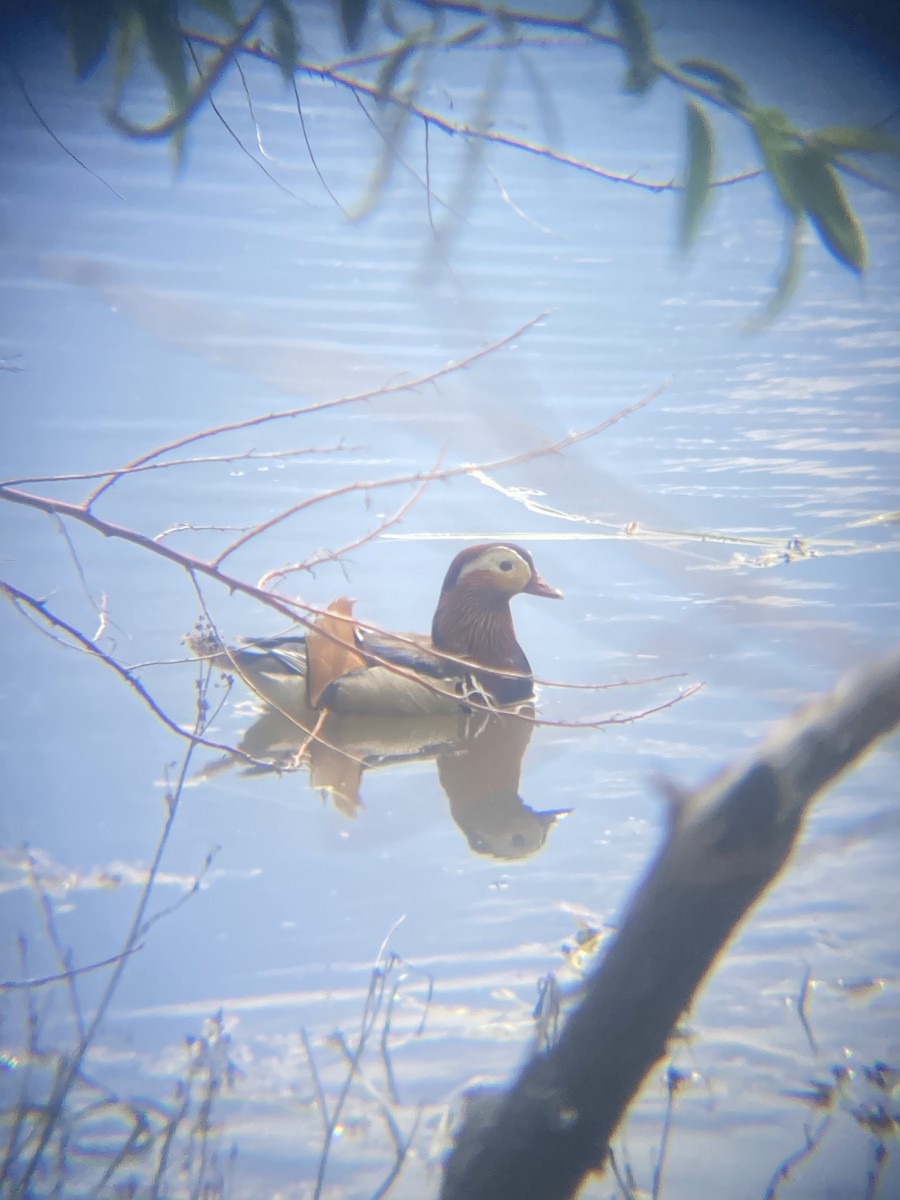 Mandarin Duck - ML618126601