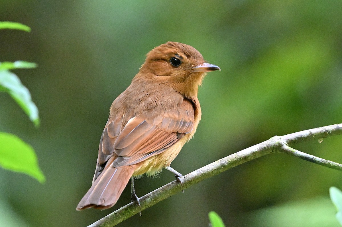 Rufous Mourner - André Lanouette