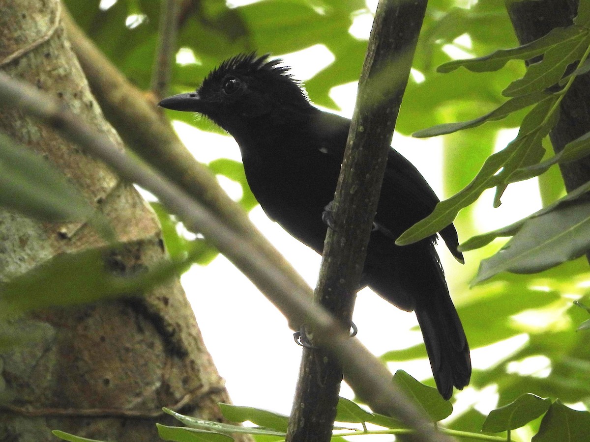 Black Antshrike - Mary Leigh