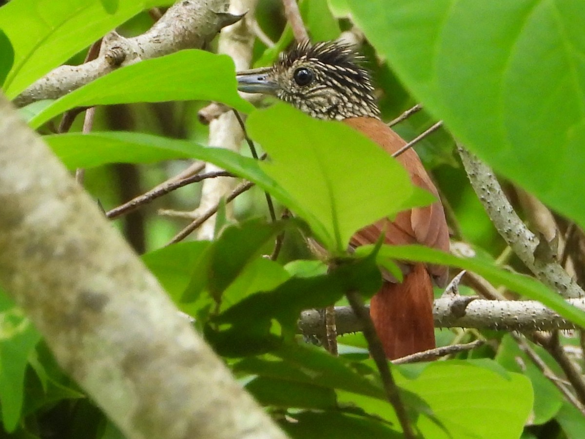 Black Antshrike - ML618126628