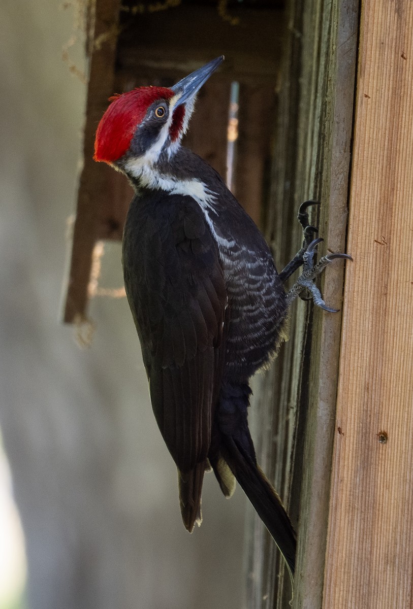 Pileated Woodpecker - ML618126634