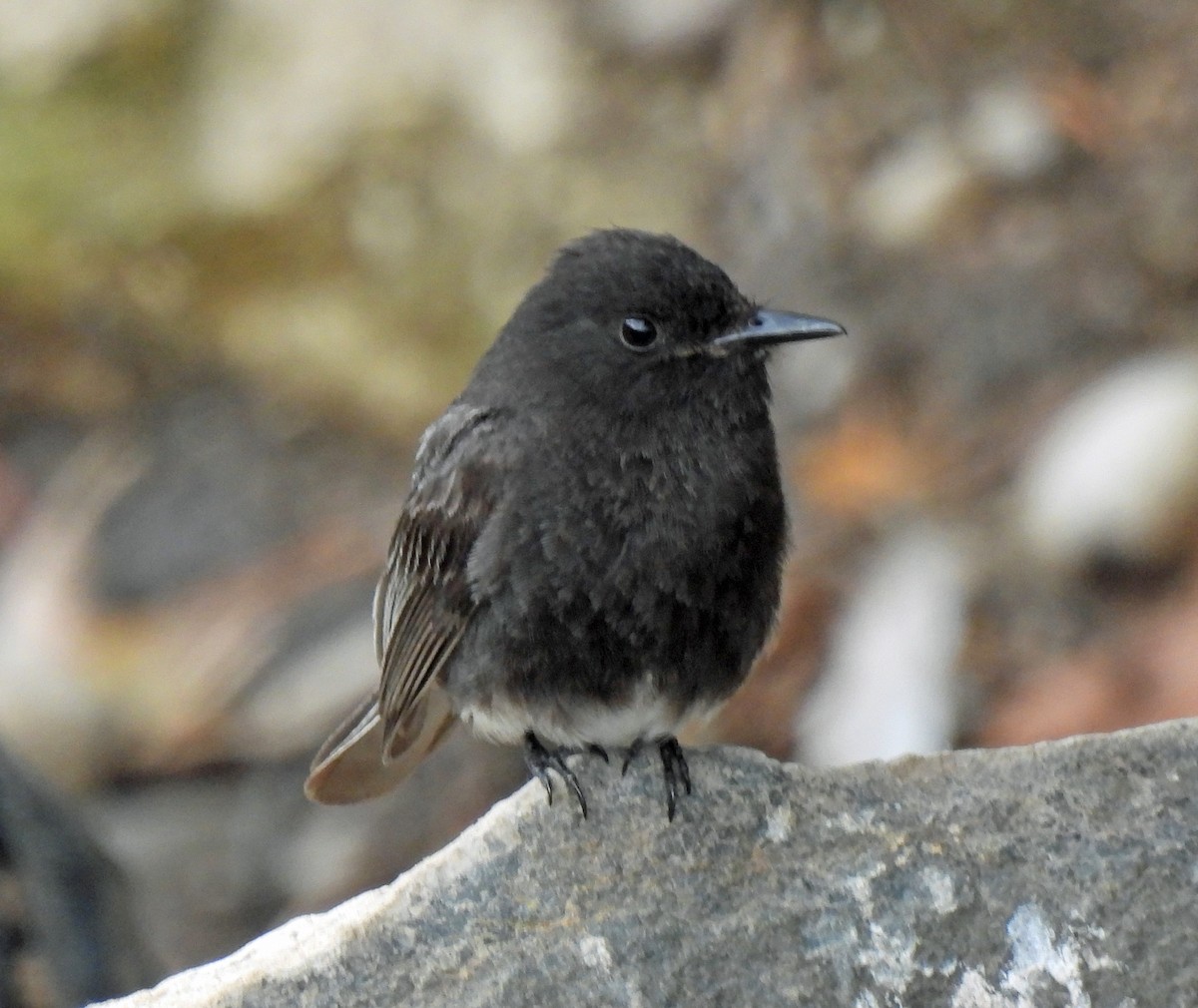 Black Phoebe - Danilo Moreno