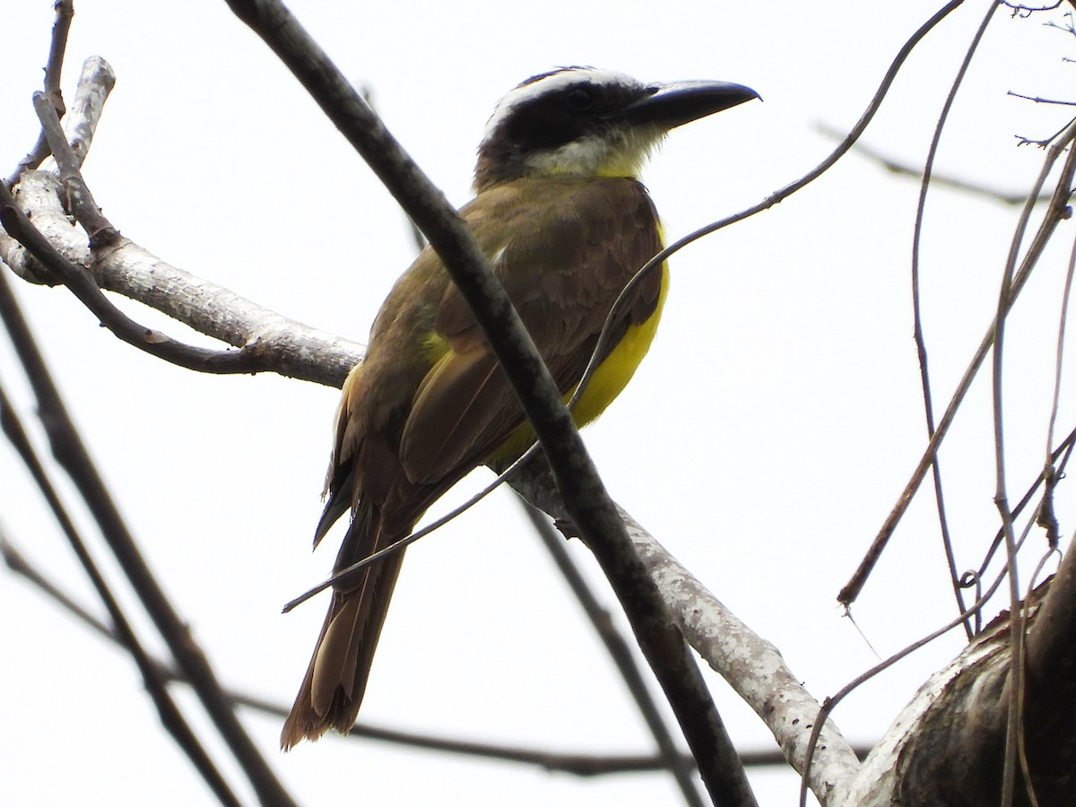 Boat-billed Flycatcher - Mary Leigh