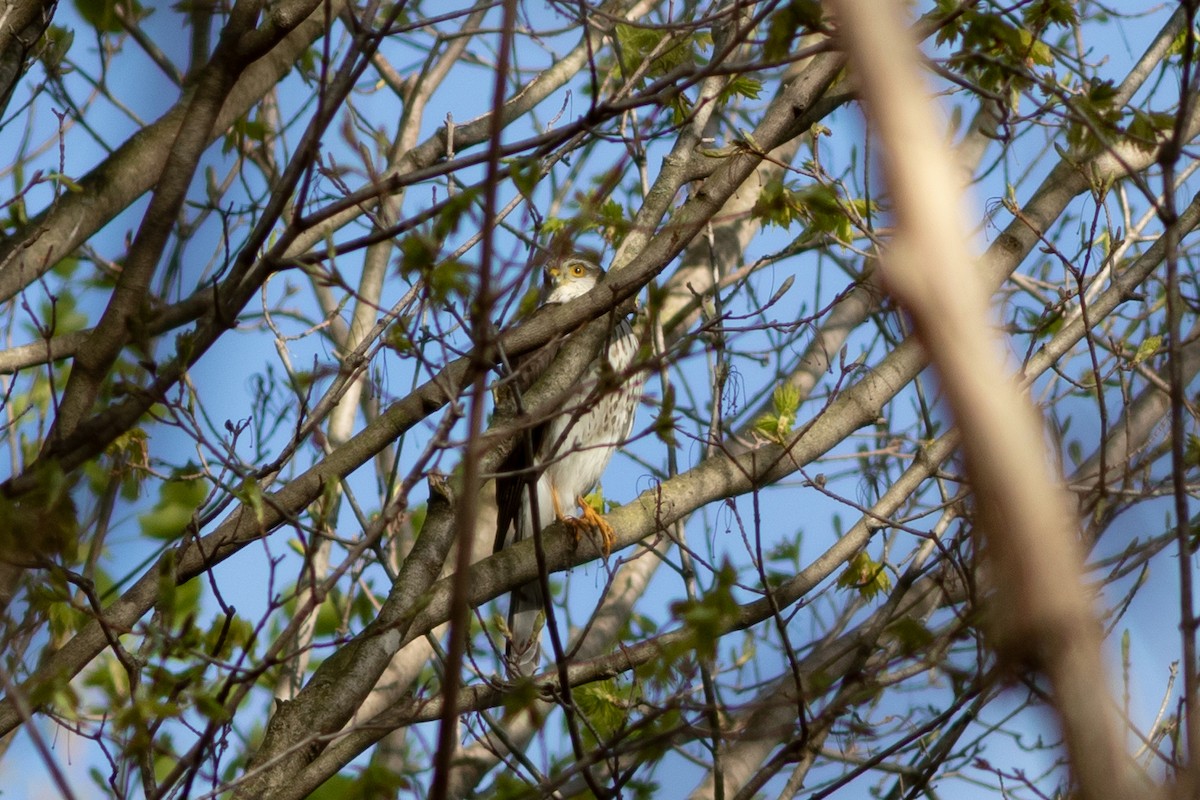 Sharp-shinned Hawk - Brenton Reyner