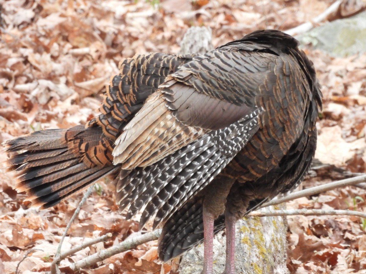 Wild Turkey - Stella Miller