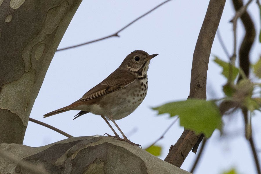 Hermit Thrush - Sandra Rosenhouse