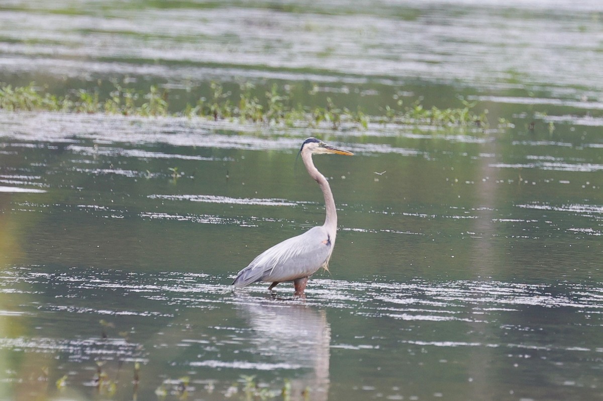 Great Blue Heron - Margareta Wieser