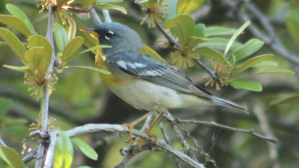 Northern Parula - Vincent Palmer