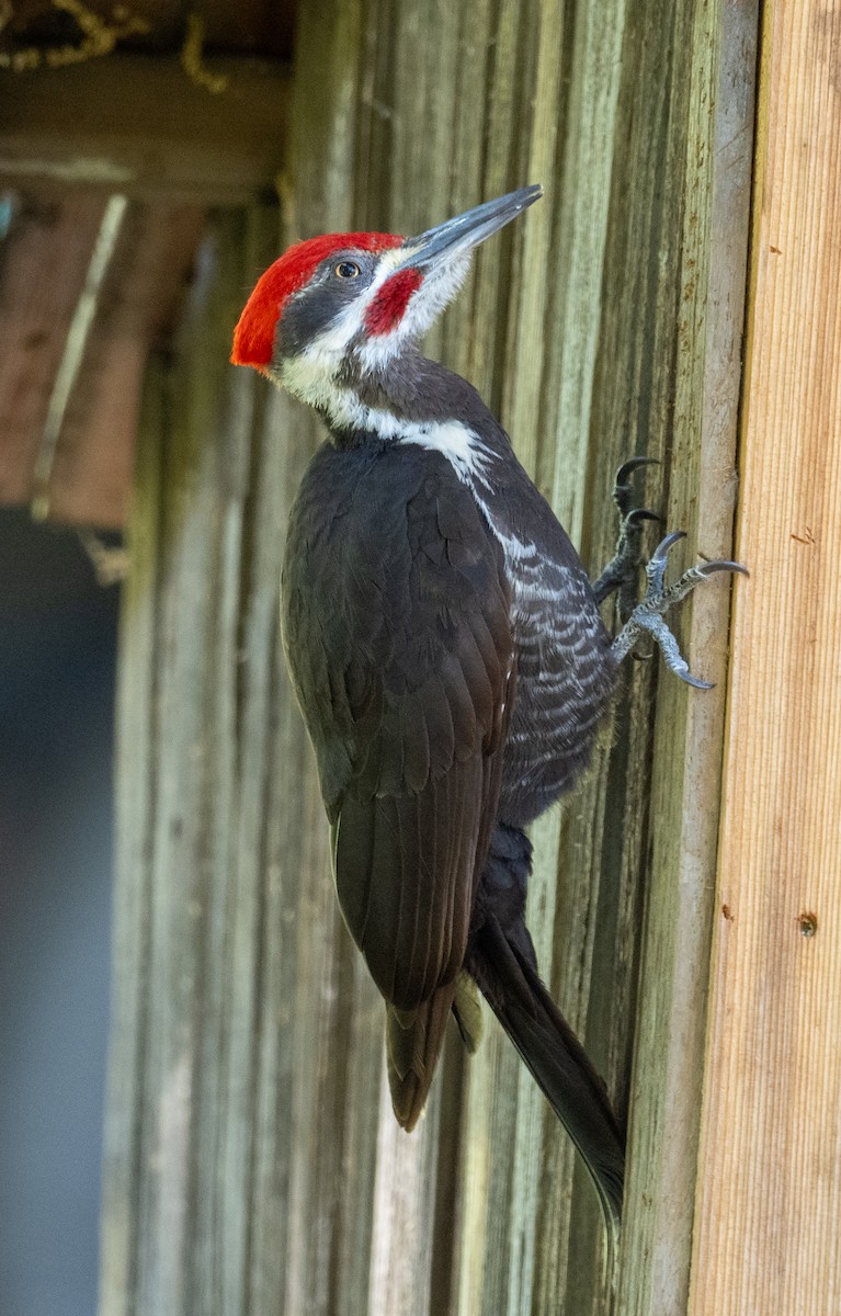 Pileated Woodpecker - ML618126710