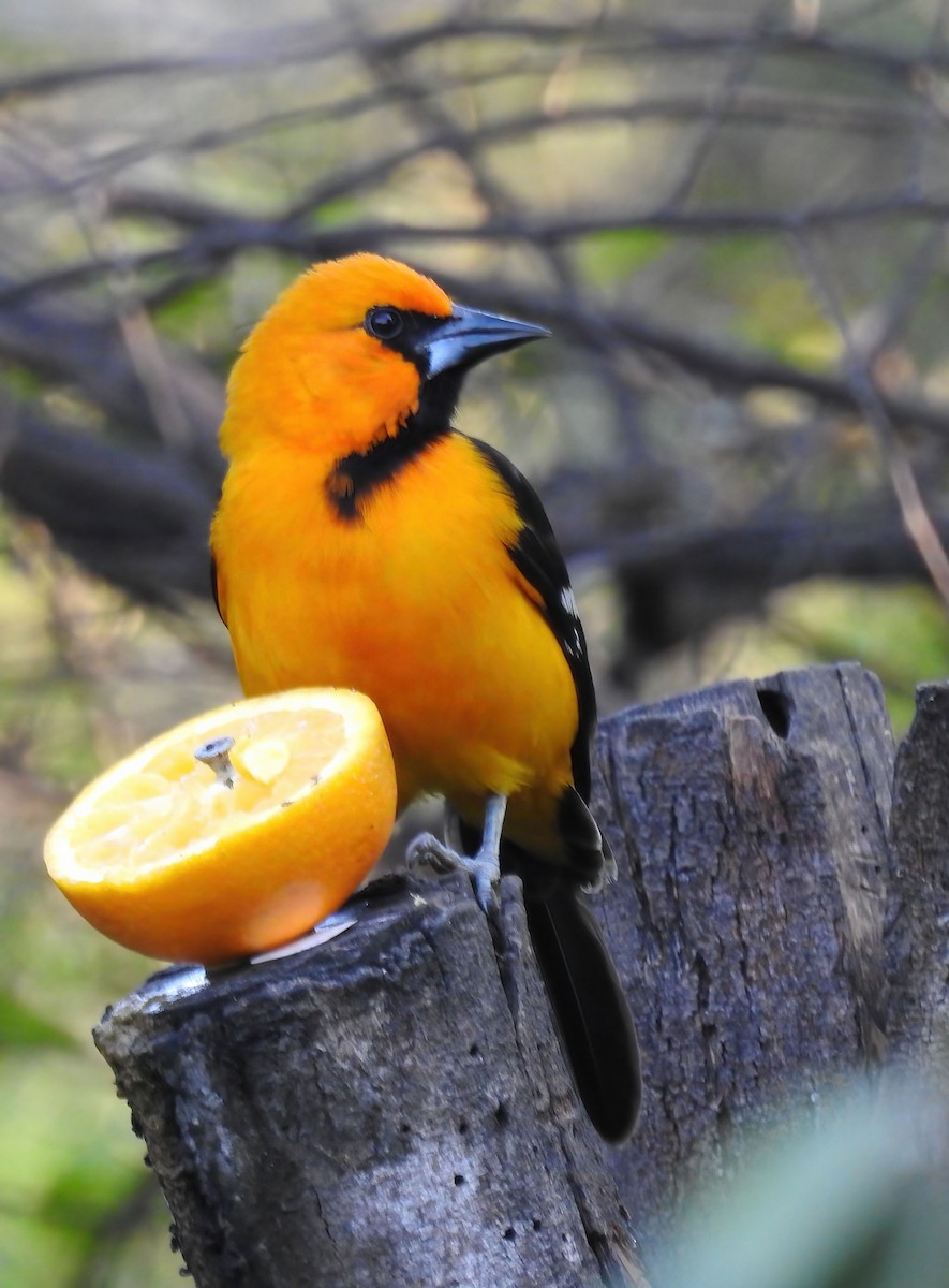 Altamira Oriole - Hannah Clipp