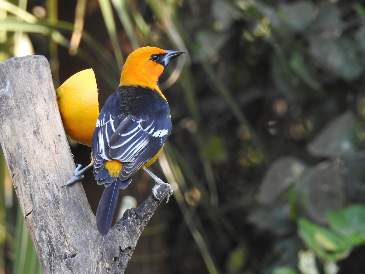 Altamira Oriole - Hannah Clipp