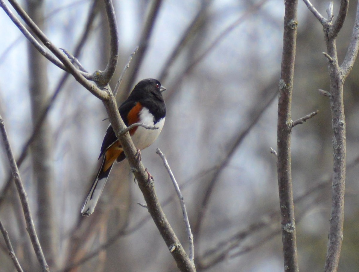 Eastern Towhee - Roland Stuckey