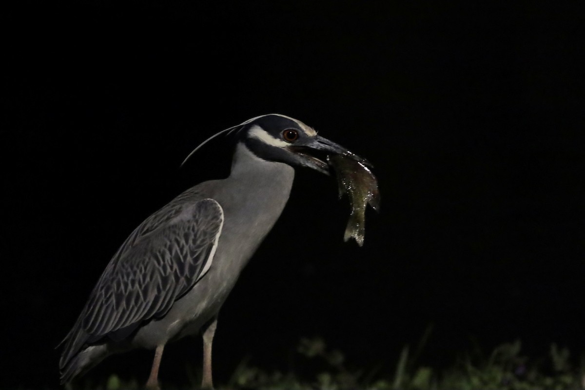 Yellow-crowned Night Heron - Steve Schmit