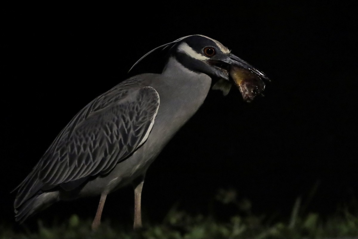 Yellow-crowned Night Heron - Steve Schmit