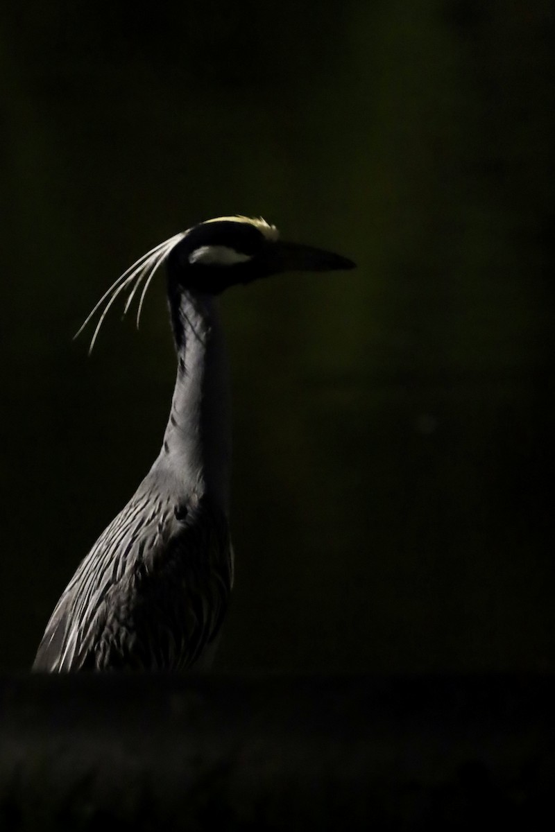 Yellow-crowned Night Heron - Steve Schmit