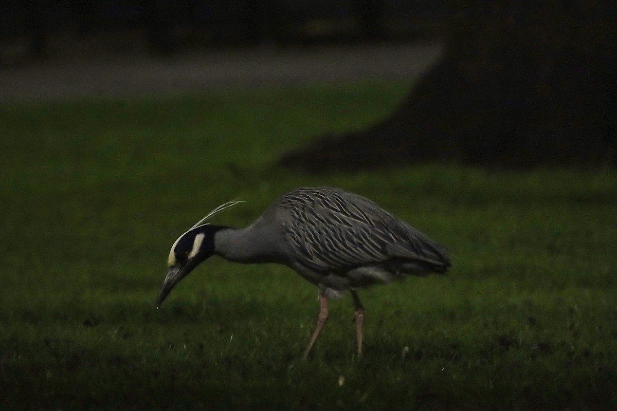 Yellow-crowned Night Heron - Steve Schmit