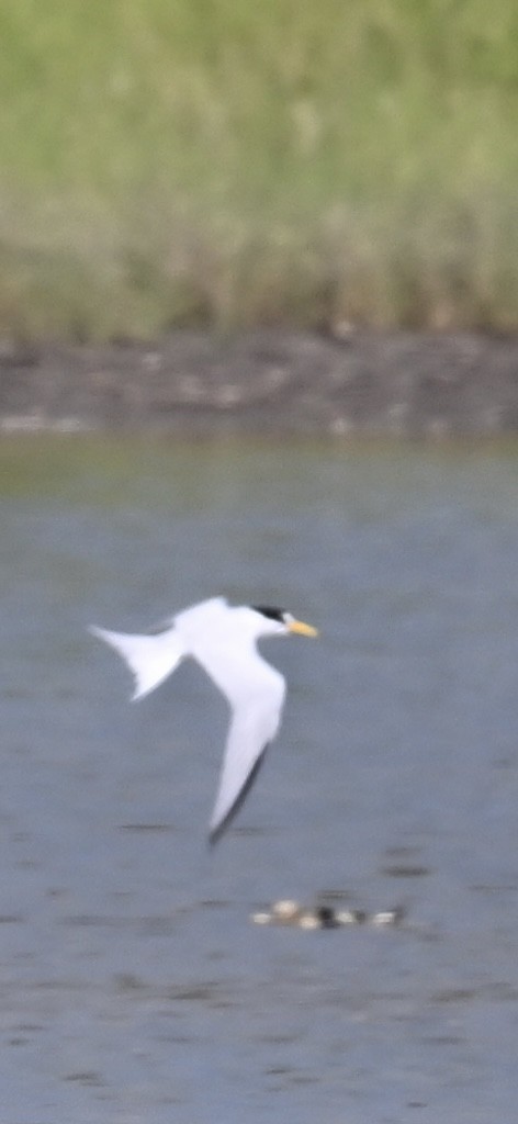 Least Tern - Deborah Penrose