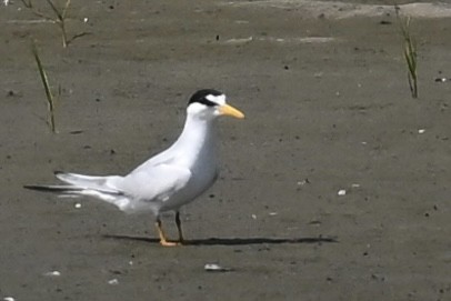 Least Tern - Deborah Penrose