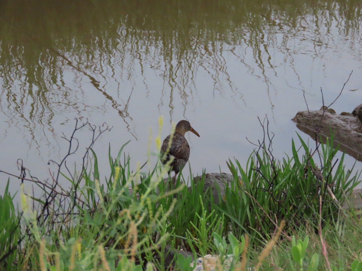 Clapper Rail - Juliet Berger