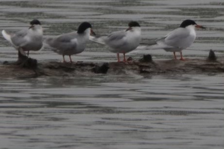 Forster's Tern - ML618126828