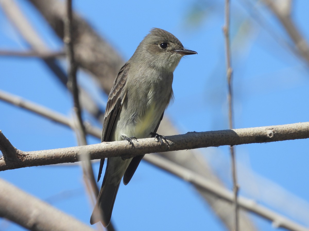 Western Wood-Pewee - ML618126831