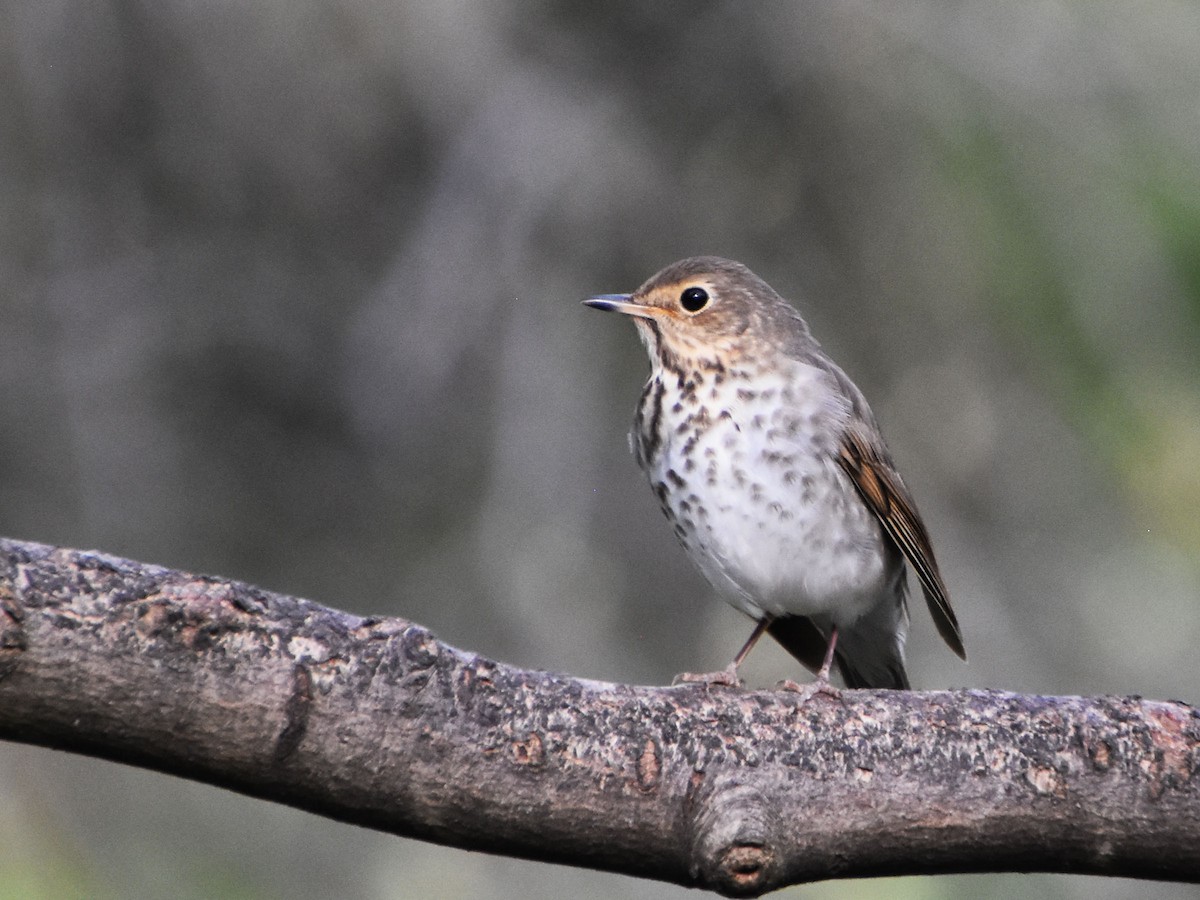 Swainson's Thrush - ML618126872