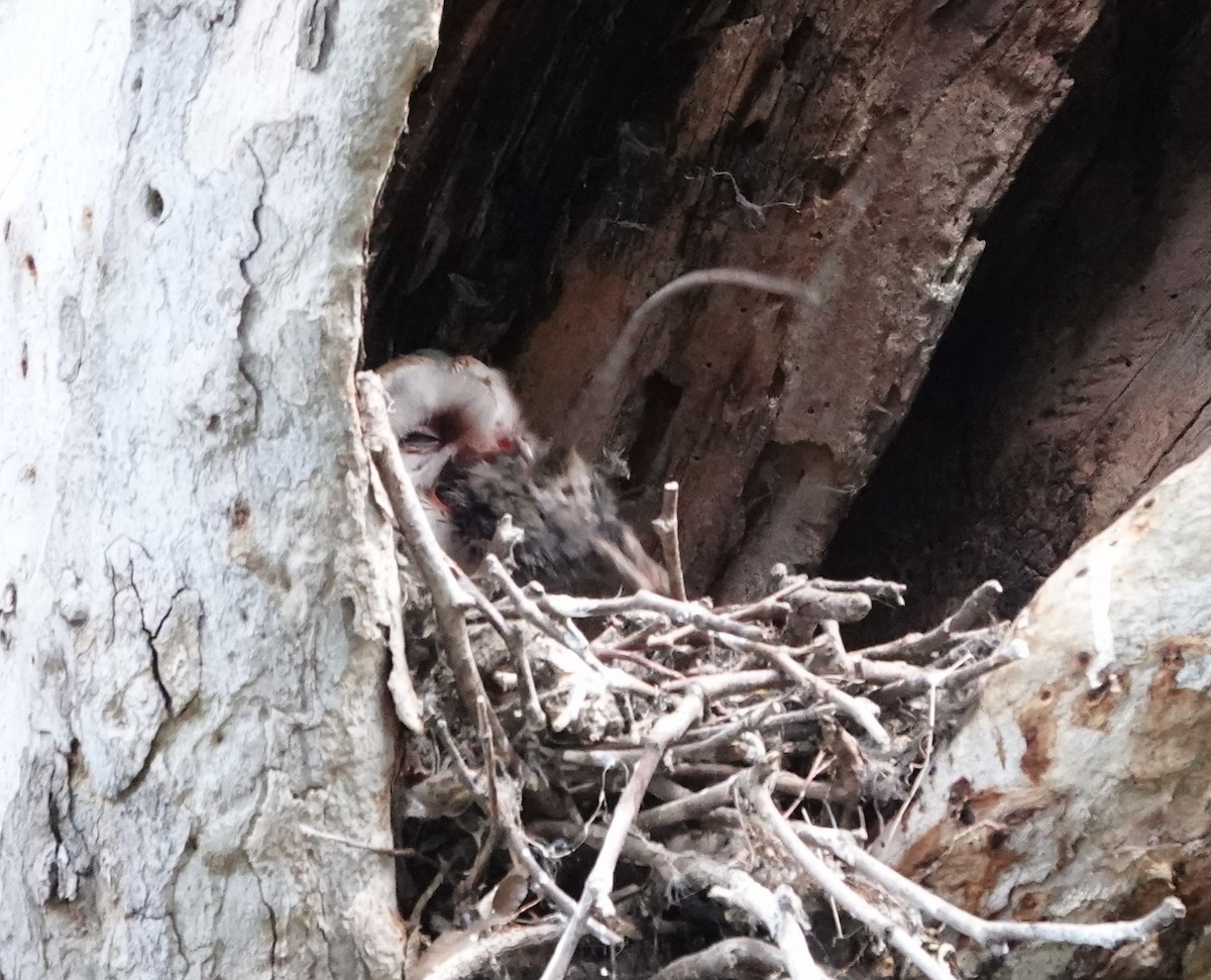 Barn Owl - Sylvia Afable