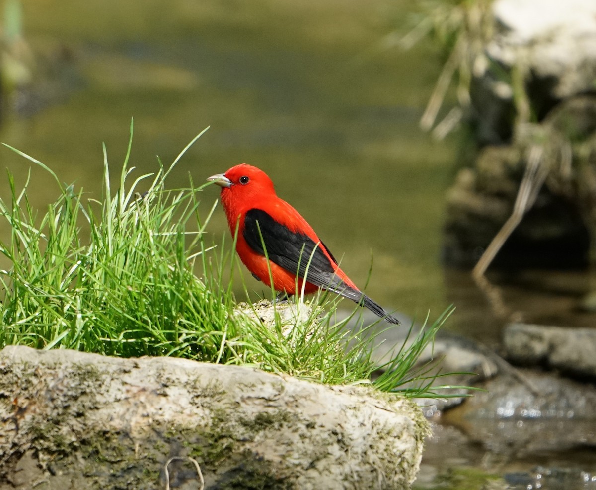 Scarlet Tanager - Scott Singer