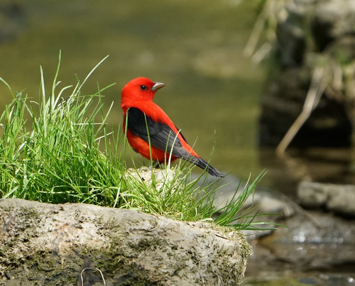 Scarlet Tanager - Scott Singer