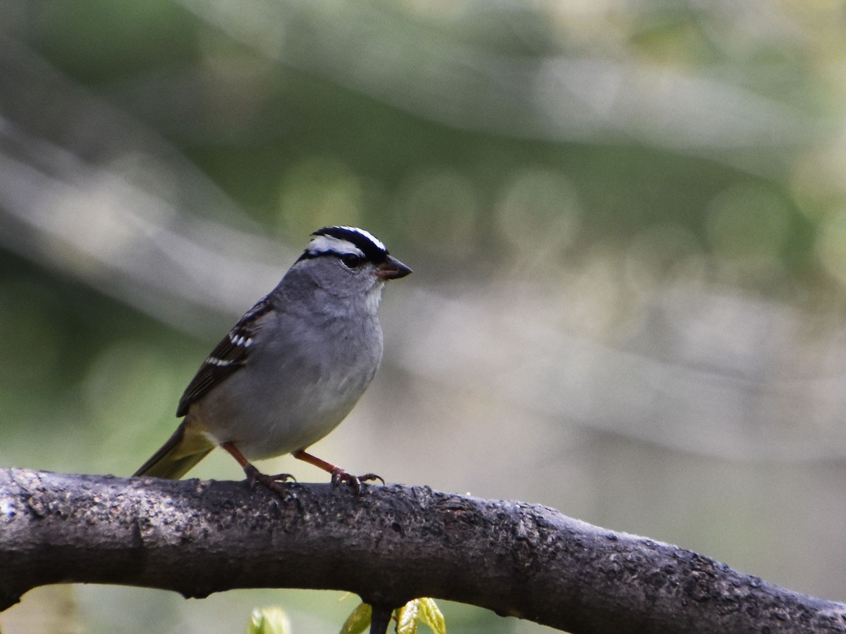 White-crowned Sparrow - Brenda Scheiderer