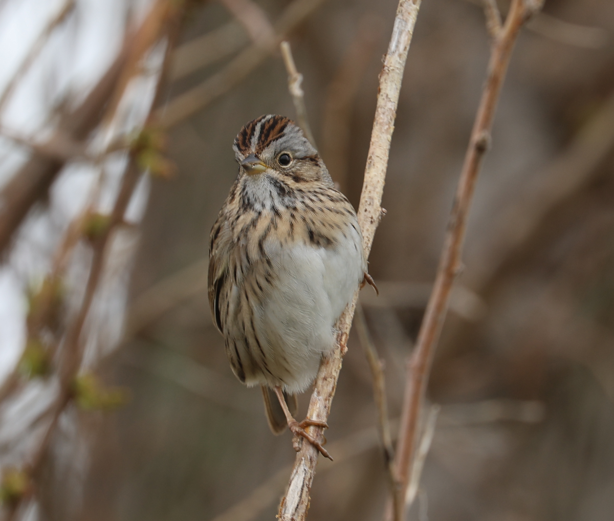 Lincoln's Sparrow - Jacob C. Cooper